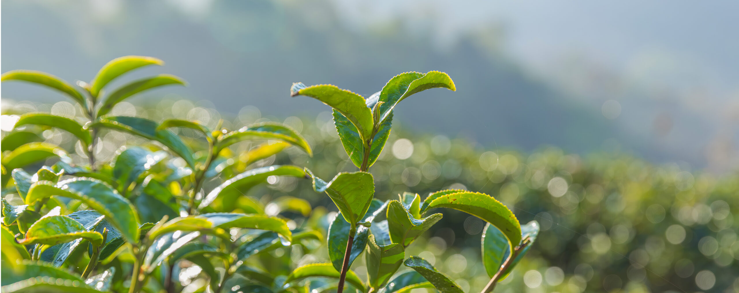Green tea leaves in a tea plantation. Green tea plantation harve